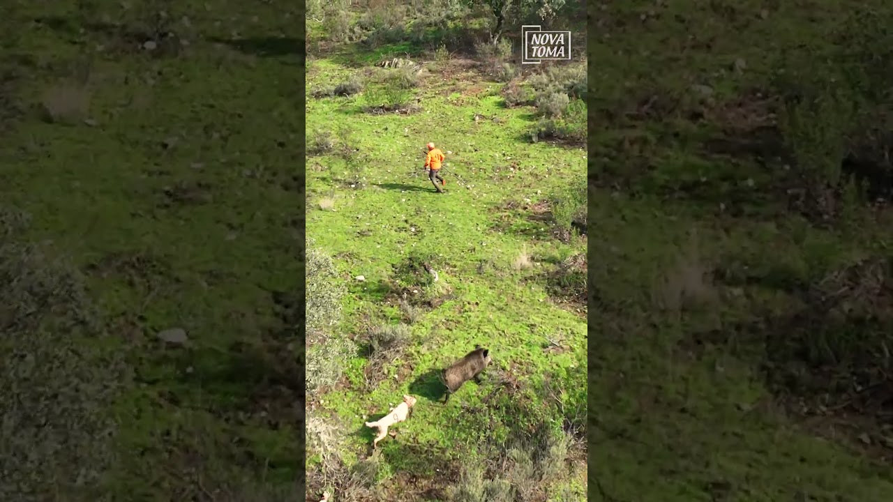 🔥 Momentos tensos en plena montería, el protagonista, el jabalí.