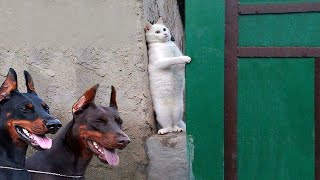 ПРИКОЛЫ С ЖИВОТНЫМИ ДО СЛЕЗ / Смешные КОТЫ 2022 / Приколы с КОТАМИ / Funny ANIMALS video #95