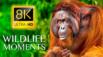 WILDLIFE MOMENTS in 8K ULTRA HD - Beautiful Scenery, Relaxing Music & Nature Sounds