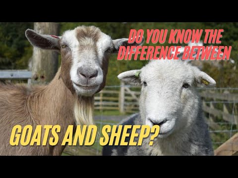 The Main Differences Between Sheep and Goats | Sheep VS Goats