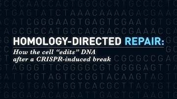 Homology-Directed Repair: How the Cell Edits DNA After a CRISPR-Induced Break
