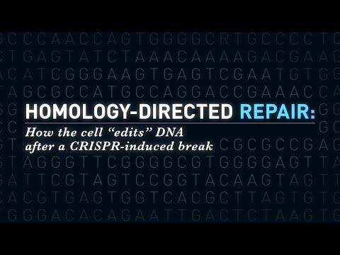 Homology-Directed Repair: How