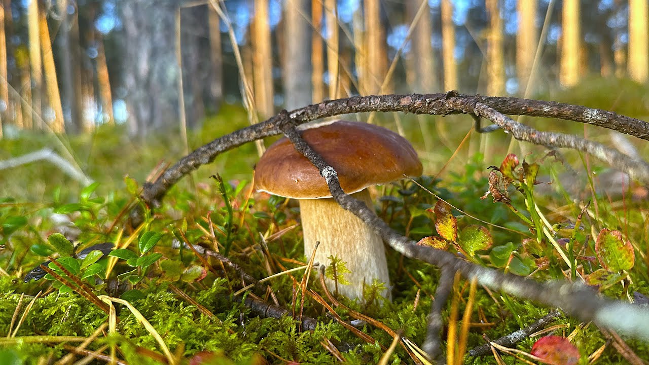 Słoneczne borowiki w pięknym lesie !!