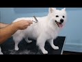 FULL GROOM- German Spitz Bath And Undercoat Removal の動画、YouTube動画。