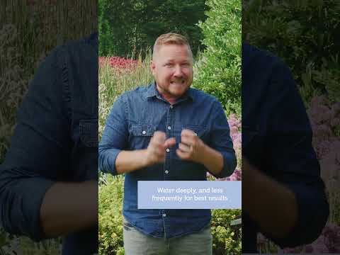 How to Water Pop Star® Hydrangea in the Landscape #Shorts