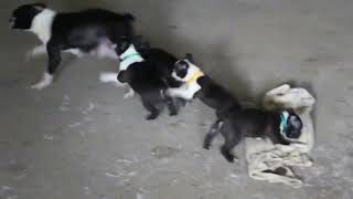 Boston Terrier Puppies For Sale