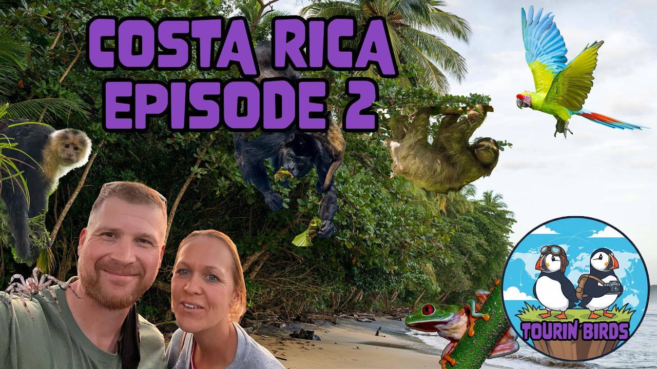 Дикая Коста-Рика — место, где джунгли встречаются с Карибским морем.