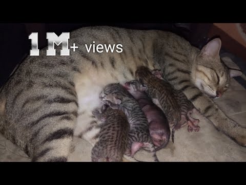 वीडियो: आश्रय बिल्ली बिल्ली के बच्चे की देखभाल करती है जबकि उनकी मां सर्जरी से ठीक हो जाती है