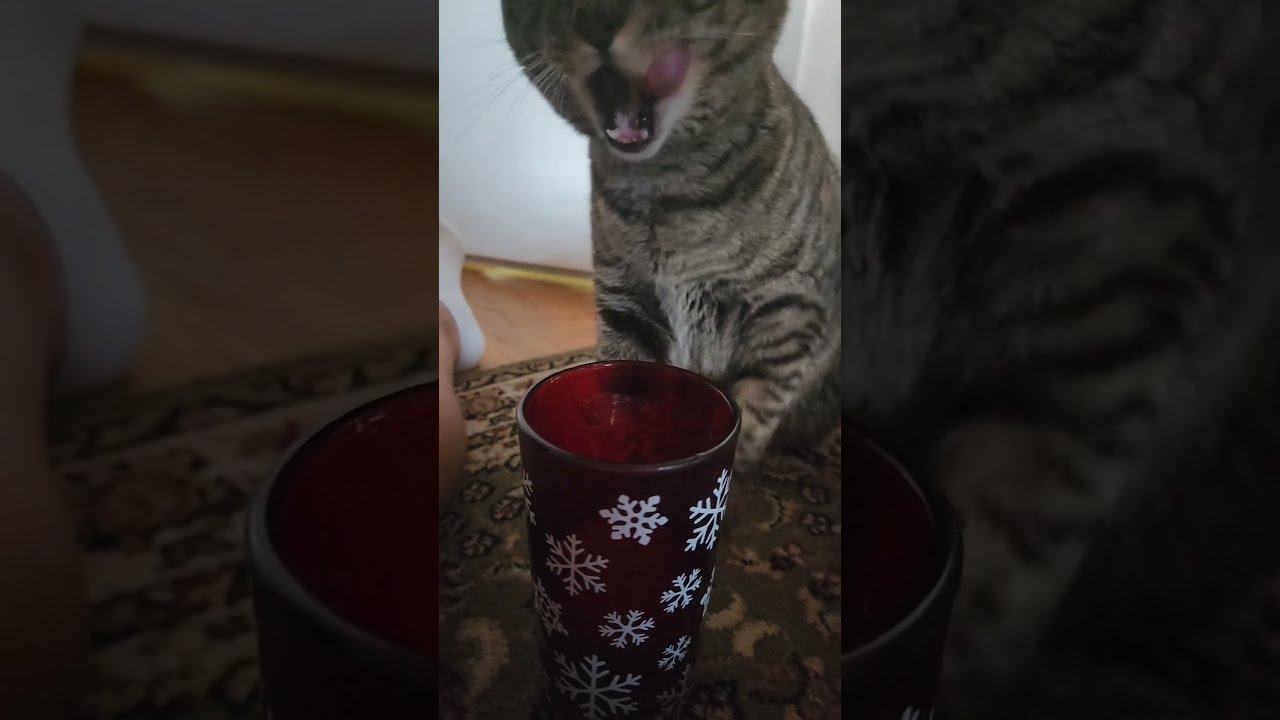 Stuck His Whole Paw In My Drink