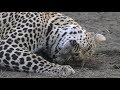 SafariLive Aug 07 -  Hosana stalking and chasing cute little Tlalamba!