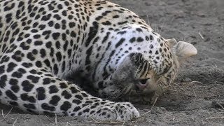 SafariLive Aug 07 - Hosana stalking and chasing cute little Tlalamba!