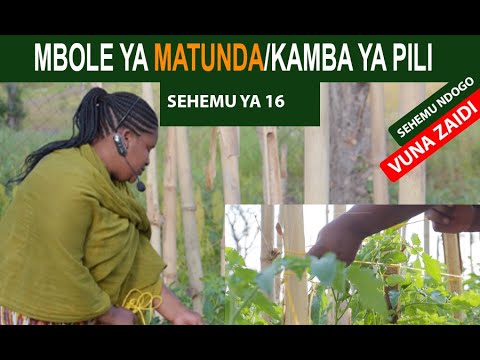 Video: Nyanya Za Cherry: Jinsi Ya Kukua Mwenyewe