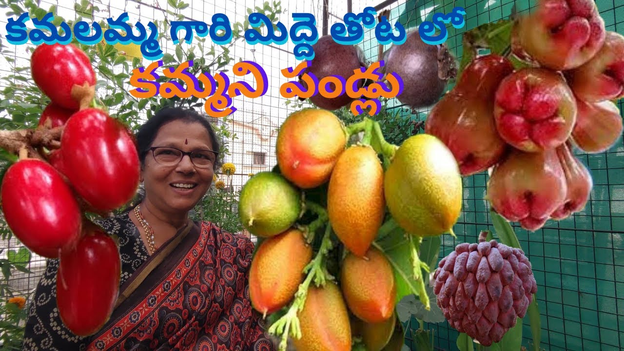🛑 కమల గారి మిద్దె తోట |Kamala's terrace garden tour | ENG SUB | Prema's Garden