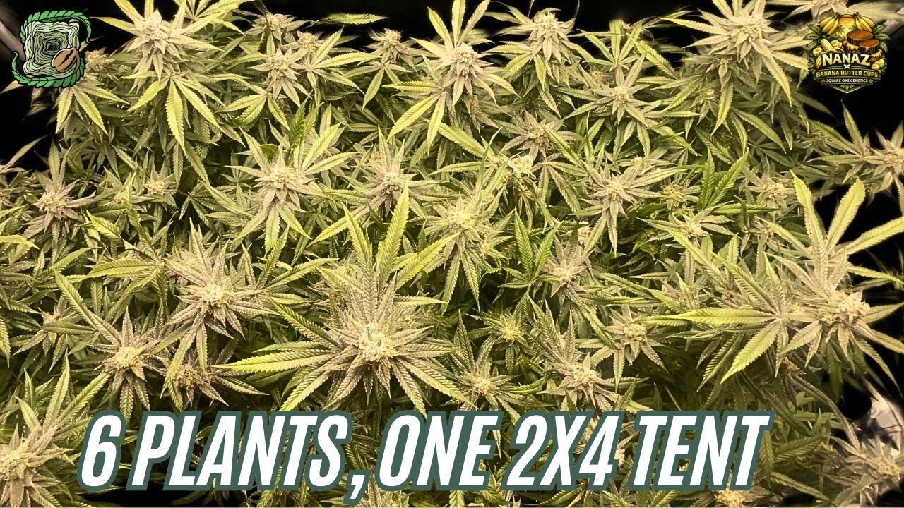 Clone to Harvest | 6 Plants in a 2x4 Tent