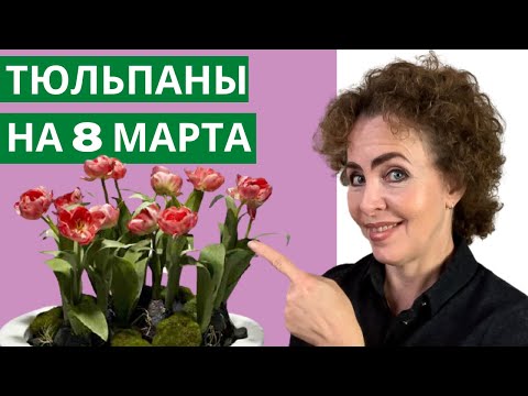 Выращивание ТЮЛЬПАНОВ к 8 МАРТА. Тюльпаны выращивание. Как сажать Тюльпаны.