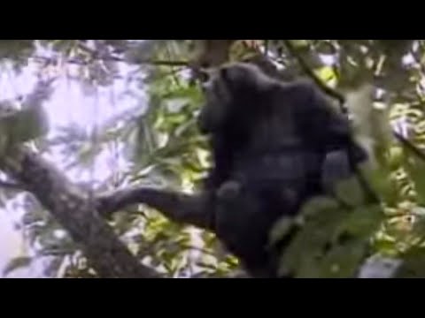 Mother chimpanzee protects her cute babies from other suspicious monkeys - BBC wildlife