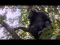 Mother Chimpanzee Protects Her Cute Babies from Other Suspicious Monkeys | BBC Studios