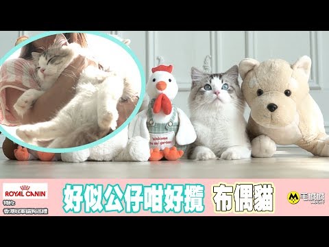 【Royal Canin 特約 香港冠軍貓狗巡禮】好似公仔咁好攬  布偶貓