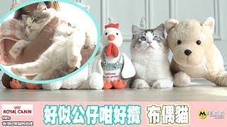 【Royal Canin 特約 香港冠軍貓狗巡禮】好似公仔咁好攬  布偶貓