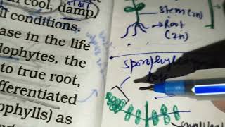 Pteridophytes 