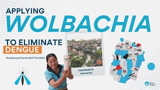Applying Wolbachia to Eliminate Dengue - An updated animation