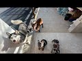 My amazing weekend 🐕❤️😊 these dog can get along well why don’t we human do th same?