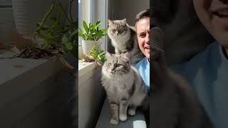 My fluffy overlord keeps life interesting! | #pethumor  #catsofyoutube #fluffyfelines #animation