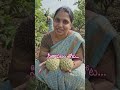 #agriculture #godisgood #farming #subscribemychannel @ సీతాఫలం తోట.
