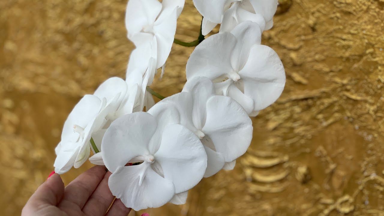 Phal. Charming Crystal water 1288 домашнее цветение 