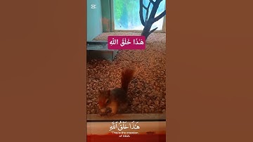 هَـٰذَا خَلْقُ اللَّهِ #سورة_لقمان#الدوسري#قران_كريم #قرآن #حيوانات#سنجاب#حديقة_حيونات#