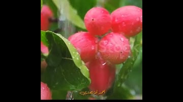 تلاوة مباركة من سورة ابراهيم. الشيخ رعد محمد الكردي