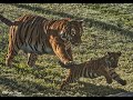Dara, Tiger Cub