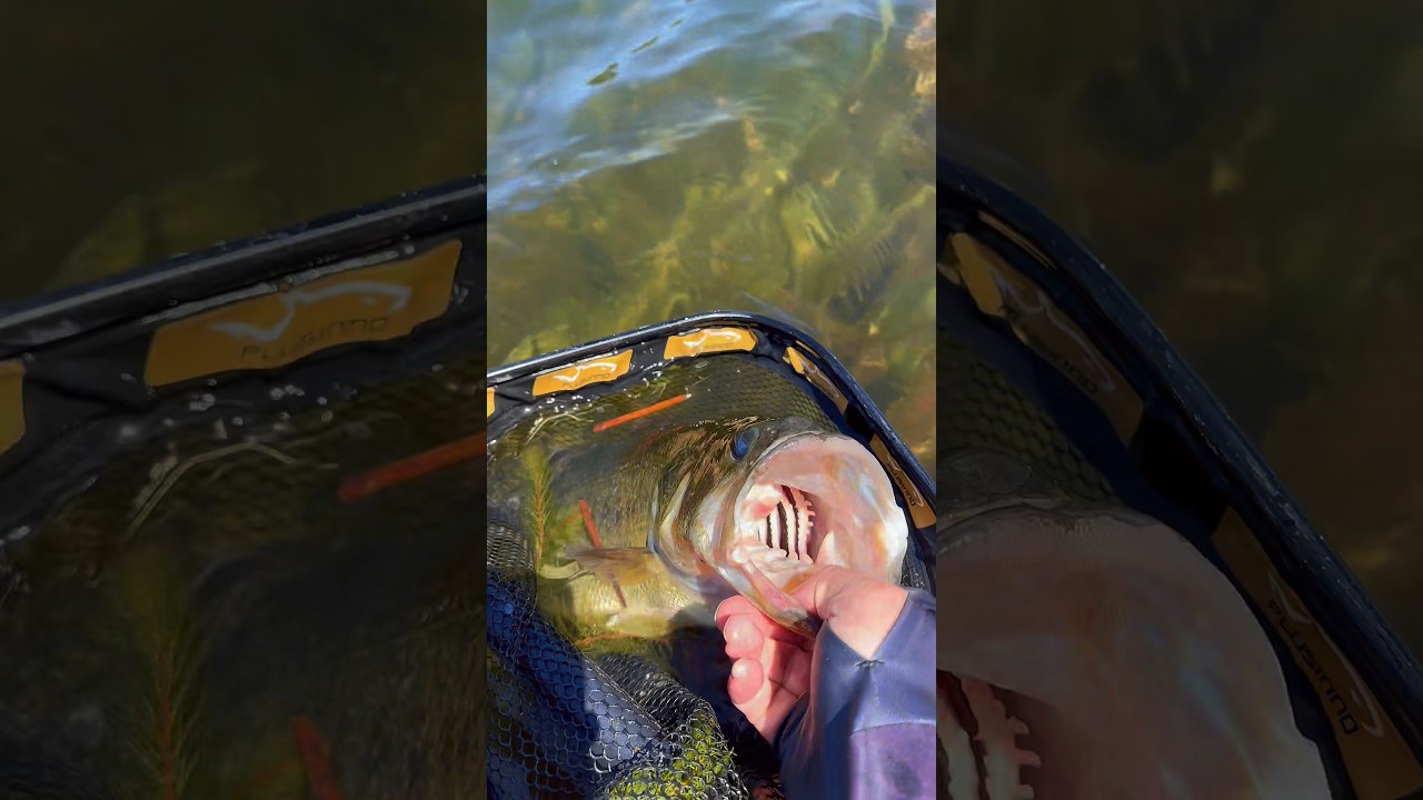 loving this life #bassfishing #largemouthbass #fishing