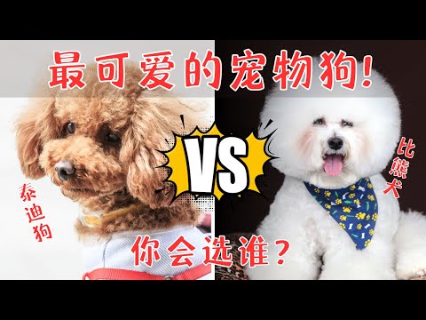 泰迪狗和比熊犬，究竟有什么不同，谁是最可爱的宠物狗？
