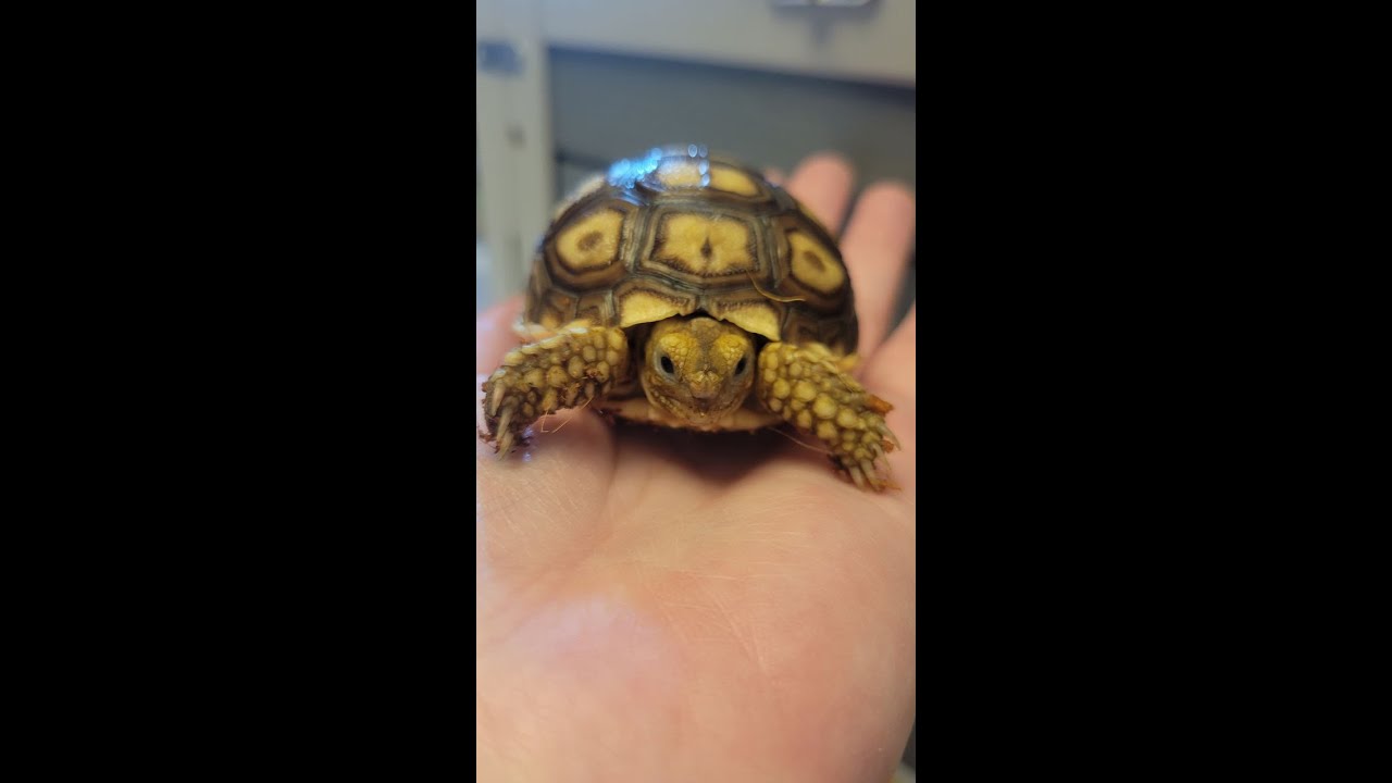 Tortoise Named Pickle Live Stream