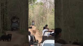 # tadoba safari