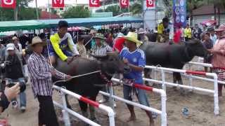 Pattaya Thailand Amazing Fail 2015 Awesome Chong Buri Water Buffalo Races Flintstones Style