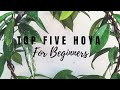 Top 5 Hoya for Beginners