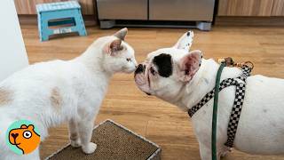 Deaf Dog Copies Everything Her Cat Brother Does | Cuddle Buddies