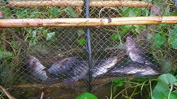 Đặt Lờ Cá Lóc , Trúng Một Bầy Cá Rô Phi Chui Hết Vào Quậy Muốn Banh Cái Lờ