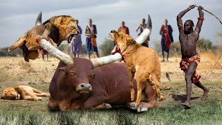 Mighty Maasai Warriors Fight Back And Destroy The Lion