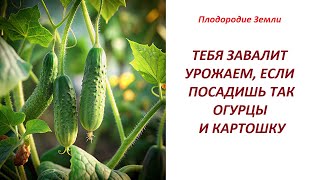 картинка: Посадка огурцов и картошки биоорганическим методом /как саженцу избавиться от тли №548/24