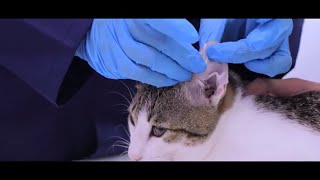 Application of Transdermal Cream on a Pet: Amber Compounding Guide