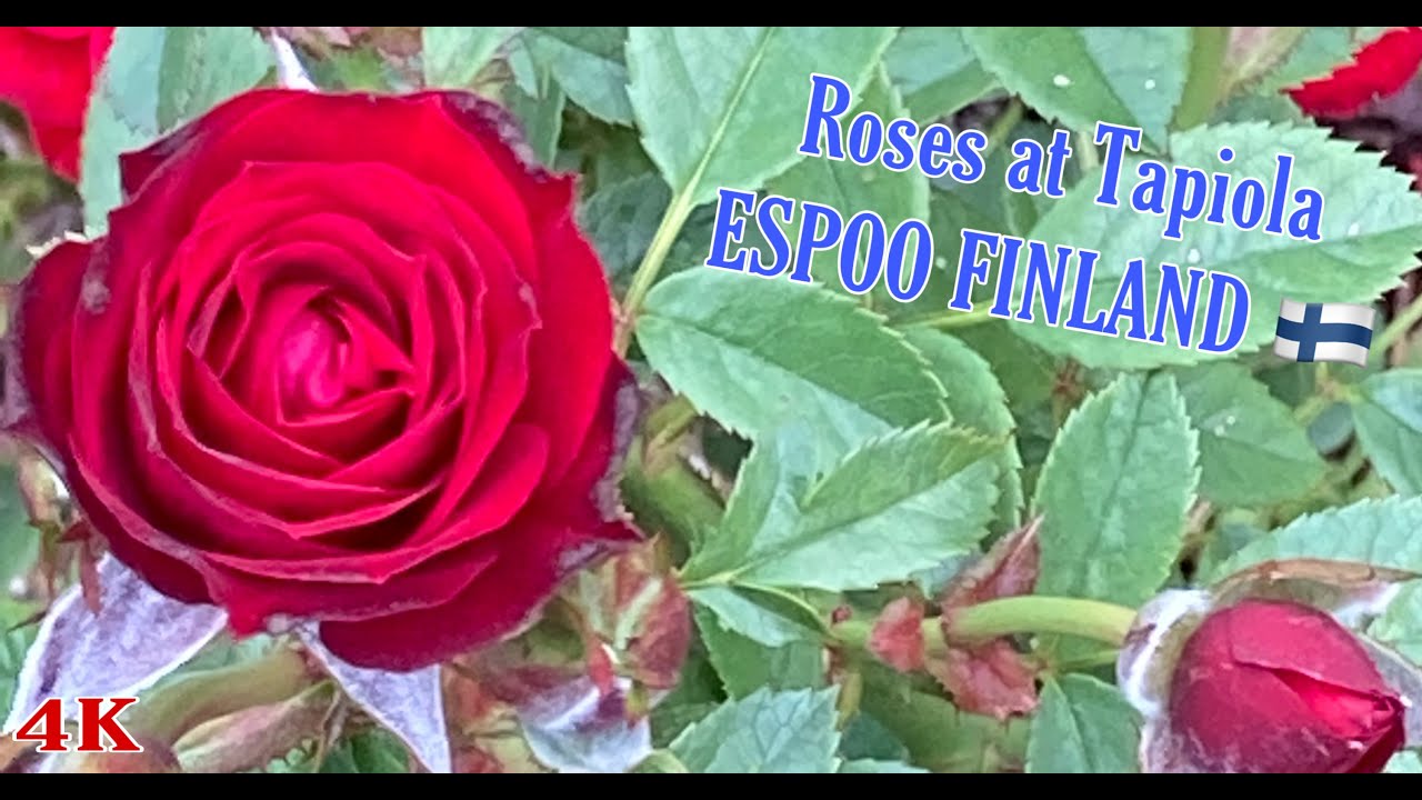 [4K] CITY WALK | TAPIOLA GARDEN ESPOO | Beautiful Roses - YouTube