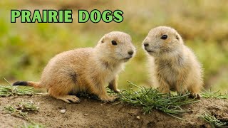 Prairie Dogs: The Curious Creatures of the Plains (Facts & Trivia) by Nature's Creatures 508 views 9 months ago 3 minutes, 11 seconds