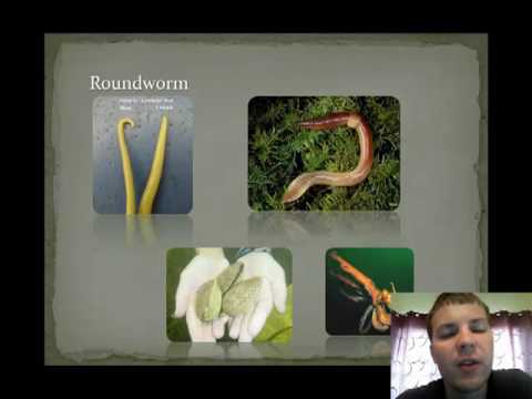 Invertebrate Introduction - YouTube John R. Sowash