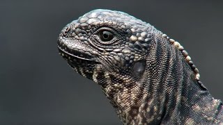 Iguana vs Snakes - Planet Earth II(This behaviour has never been filmed before! Hatchling marine iguanas are attacked by snakes hunting on mass. This clip was taken from the Islands episode of ..., 2016-11-08T20:00:01.000Z)