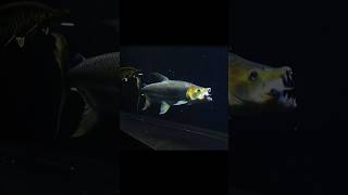 🔥"JANGAN MEMBELI IKAN INI! Goliath Tigerfish Ternyata Sangat Brutal!"🔥 #FISHROOM #shorts #goliath