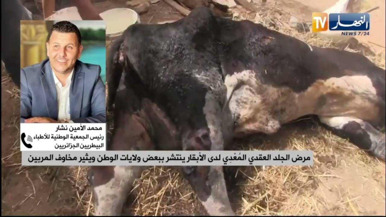 مرض الجلد العقدي المُعْدِي لدى الأبقار ينتشر ببعض ولايات الوطن ويثير مخاوف المربين