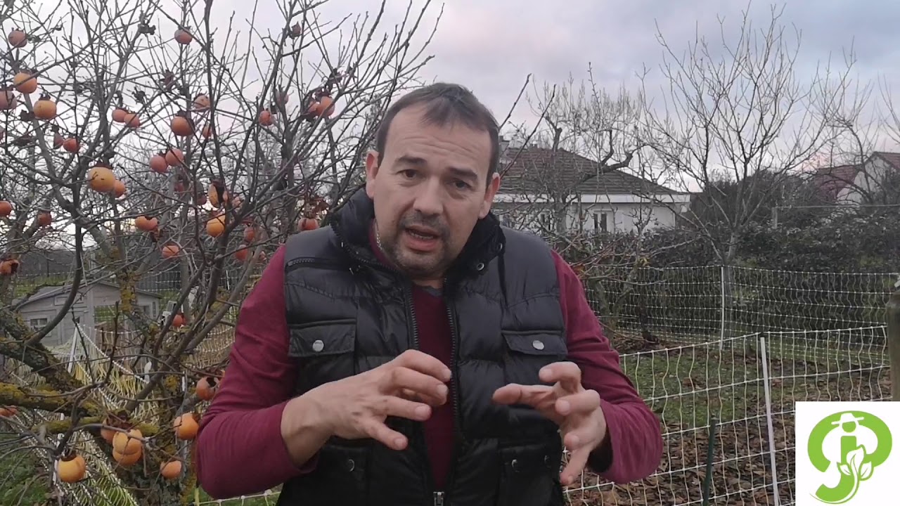 Janvier au potager choux, le roi du jardin, les vœux…par Paysans de